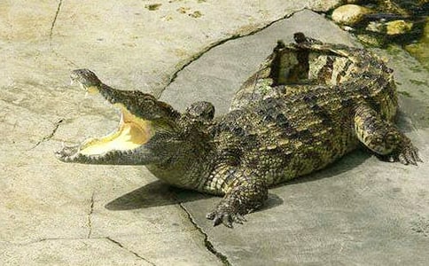 鳄鱼自述作文800字