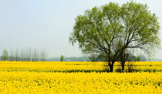 幼儿春游活动方案